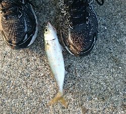 サバ、サバ、サバ