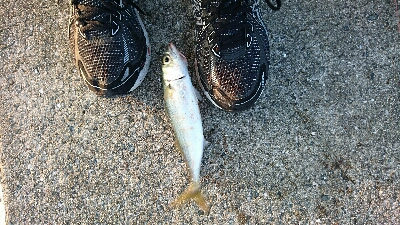 サバ、サバ、サバ