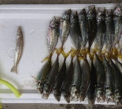 マメージングからの解放