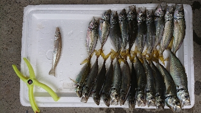 マメージングからの解放