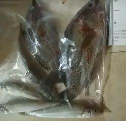 ヘダイ、キス、オオモンハタ