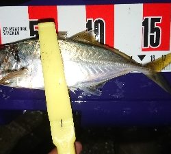 デカイのきたー