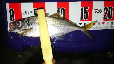 デカイのきたー