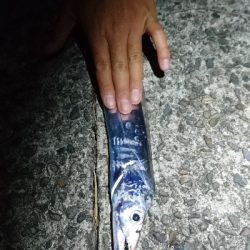 ヒラスズキ・タチウオ