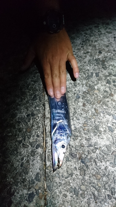 ヒラスズキ・タチウオ