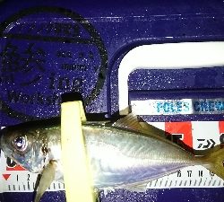 アジングいまいち