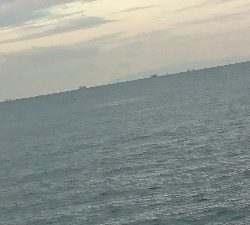 シーズン初サゴシ