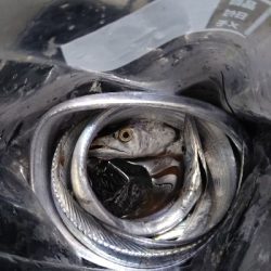 癒し系のサゴシ