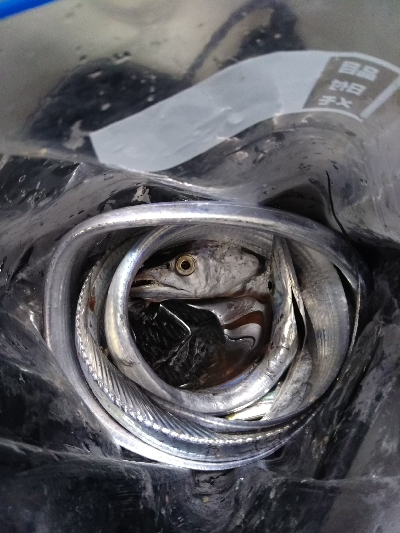 癒し系のサゴシ