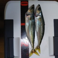 アジ釣り！