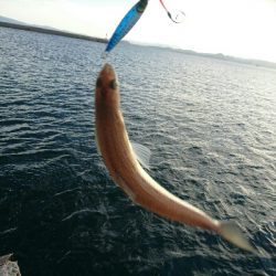 今日の釣果