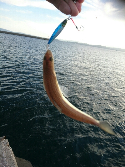 今日の釣果