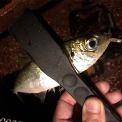 豆から中アジまで入れ食い！