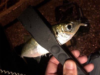 豆から中アジまで入れ食い！