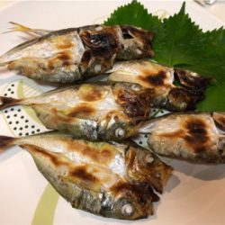 台風前のサバ、アジラッシュ、