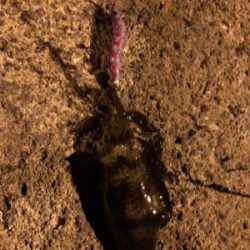 秋イカエギング