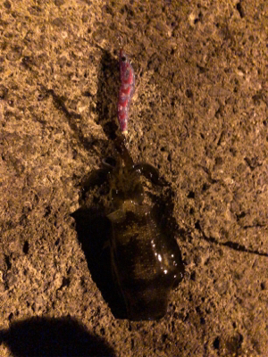 秋イカエギング