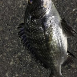 アジングのつもりだが