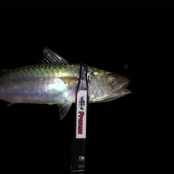 台風後 アジング調査