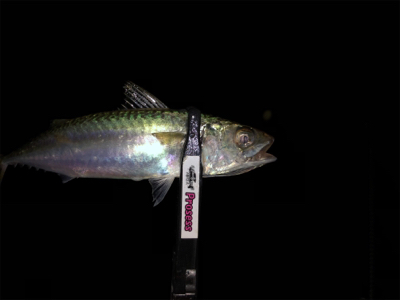 台風後 アジング調査