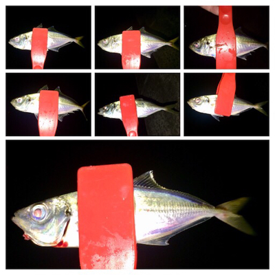 台風一過アジング