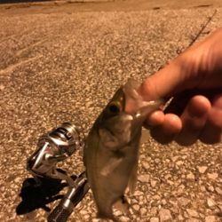 臼杵港ライトゲーム