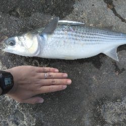 青物狙いで夕暮れまで@須磨海岸