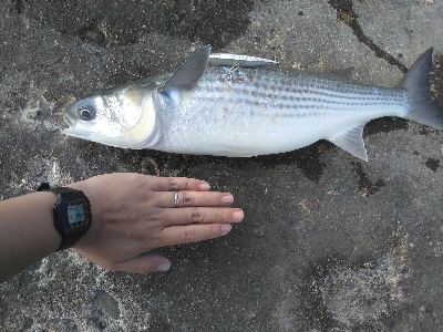 青物狙いで夕暮れまで@須磨海岸