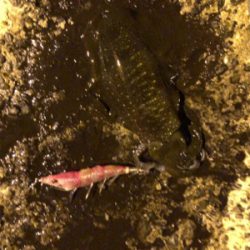 秋イカエギング