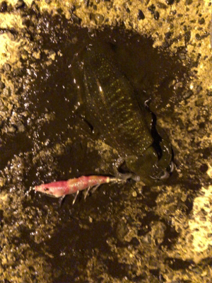 秋イカエギング