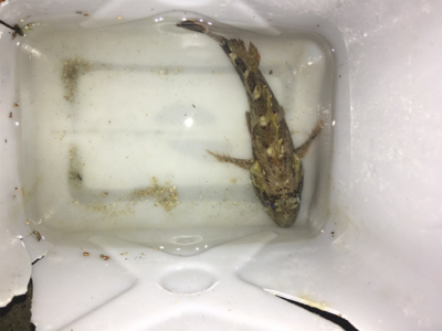 タチウオまぁまぁ