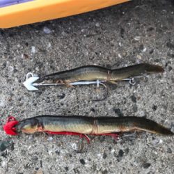 くっすんテンヤで絶好釣!