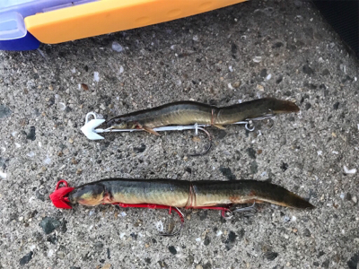 くっすんテンヤで絶好釣!