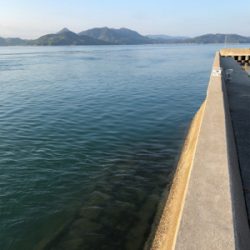 しまなみエギング 仕事前釣行