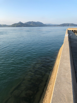 しまなみエギング 仕事前釣行