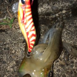 モニターエギング夜