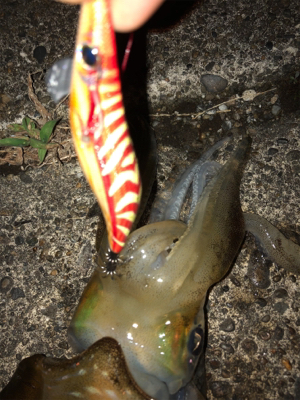 モニターエギング夜