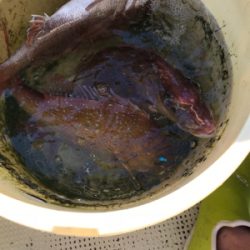 明石  鬼アジ  鯛  たかみ丸