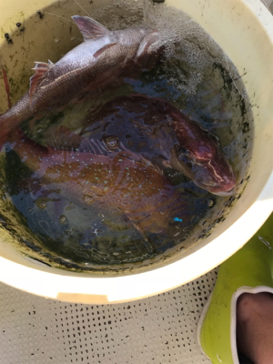 明石  鬼アジ  鯛  たかみ丸