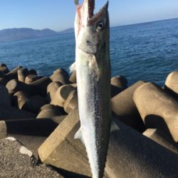 越前、サゴシ！