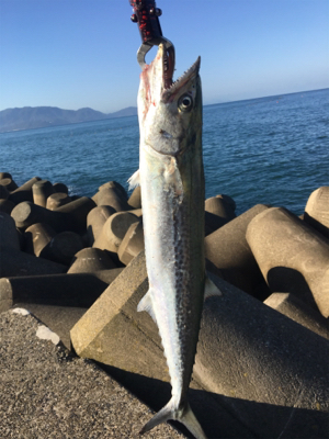 越前、サゴシ！