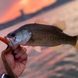 南湖西岸東岸ラン&ガン