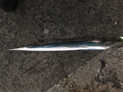 久しぶりの砂揚げ場