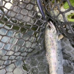 朽木渓流魚センター