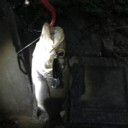 暗くなってからが勝負⁉︎