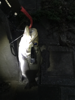 暗くなってからが勝負⁉︎