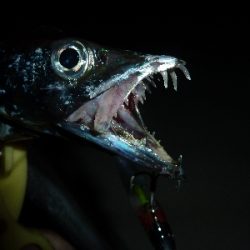 台風後タチウオ調査