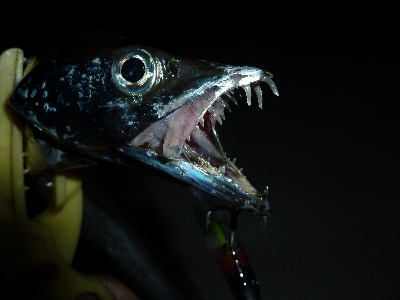 台風後タチウオ調査