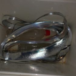 台風後タチウオ調査