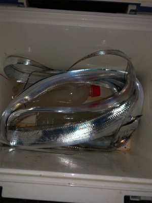 台風後タチウオ調査